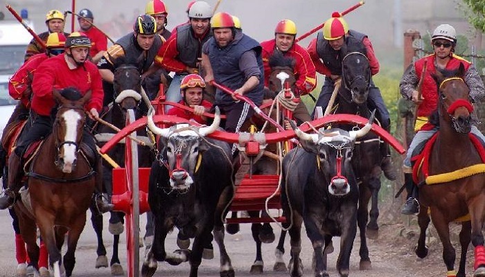 Molise Ox race